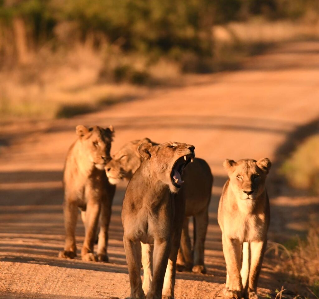 African wildlife encounter on a luxury safari in Southern Africa